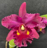negro Mem. Richard Nakanishi (Sunstate Outback x Toshie Aoki `Pizazz' AM/AOS) Maceta de plántulas de 4"