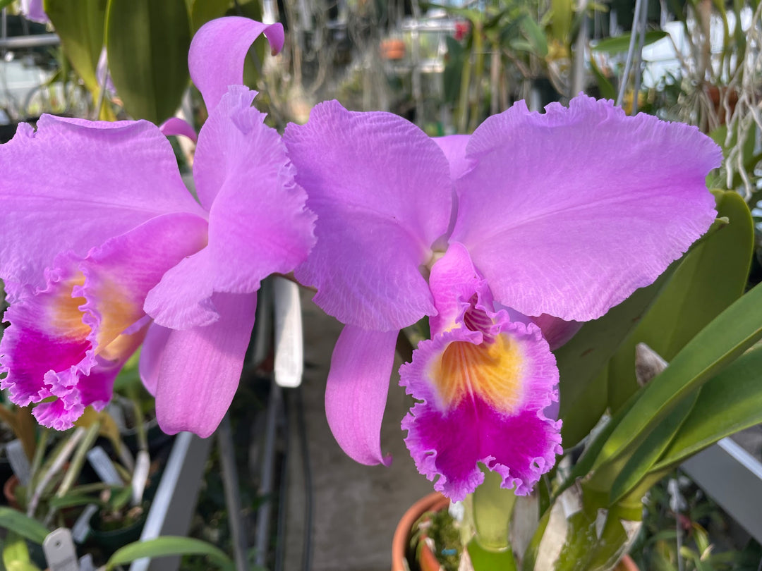 C. trianaei `Mrs. FE Dixon&