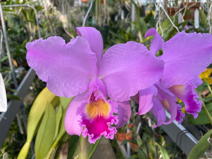 C. trianaei `Mrs. FE Dixon&