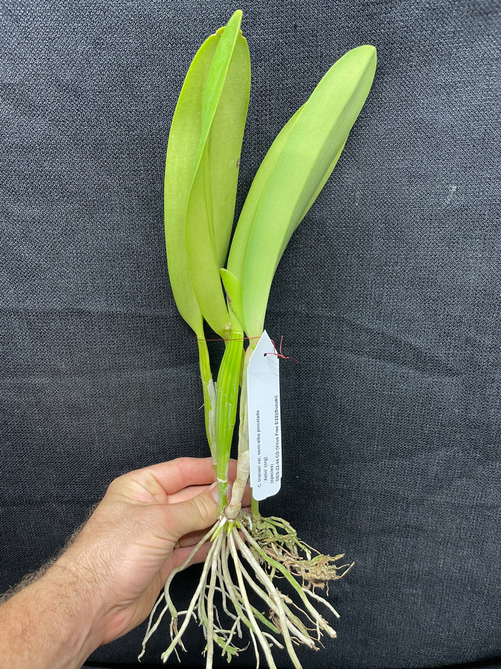 C. trianaei s/a pincelada `Astio&
