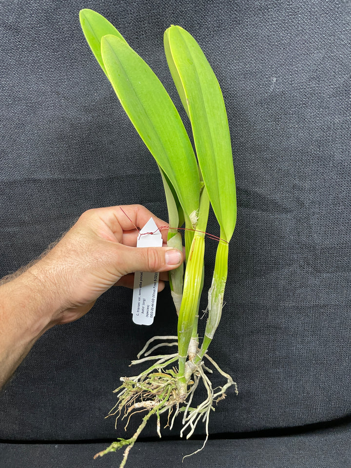 C. trianaei s/a pincelada `Astio&