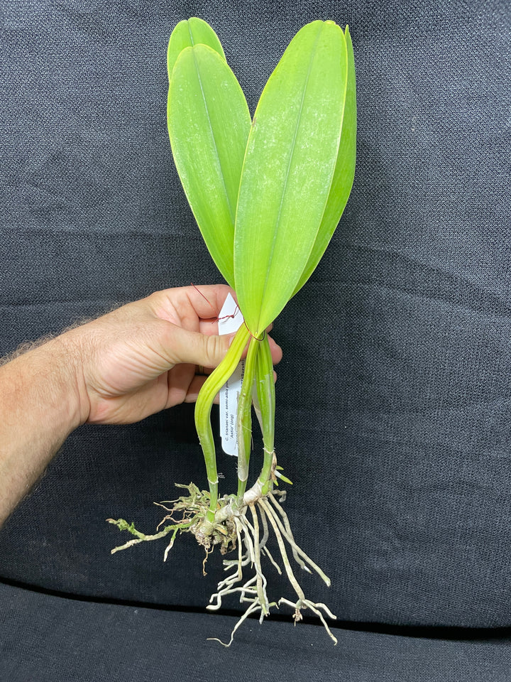 C. trianaei s/a pincelada `Astio&
