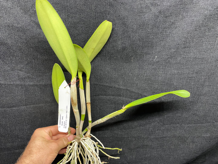 C. lueddemanniana `Celeb&