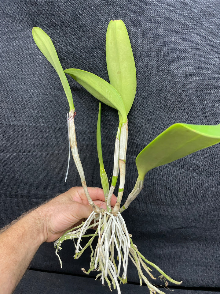 C. lueddemanniana `Celeb&