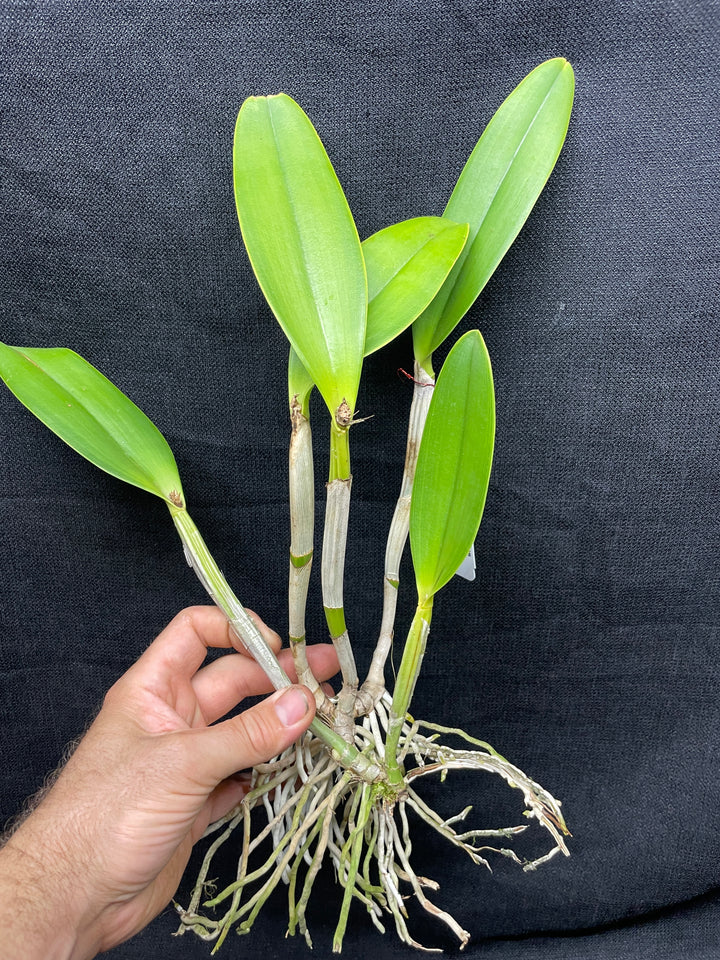 C. lueddemanniana `Celeb&