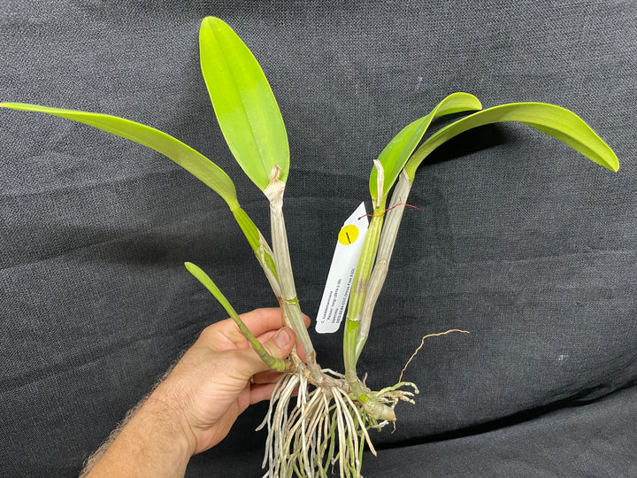 C. lueddemanniana `Peison&