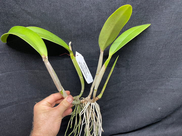 C. lueddemanniana `Peison&