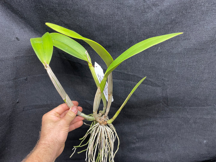 C. lueddemanniana `Peison&