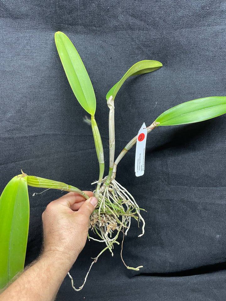 C. lueddemanniana `Peison&