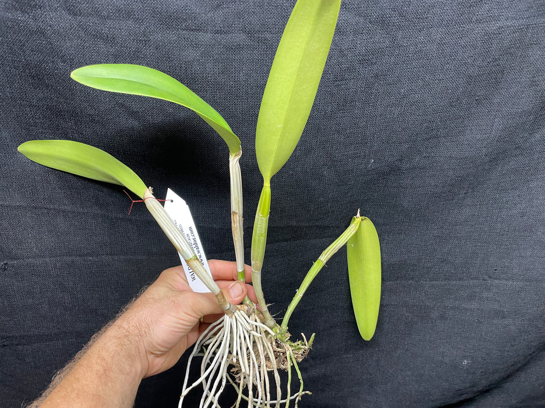 C. lueddemanniana `Peison&