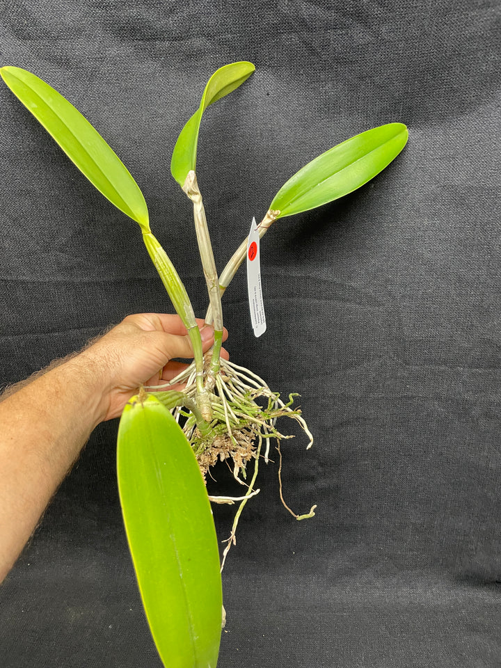 C. lueddemanniana `Peison&