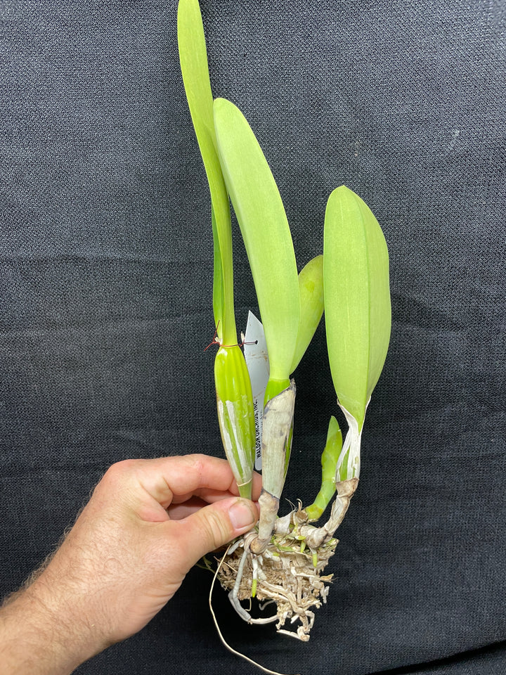 C. trianaei concolor `Mirian Caledo&