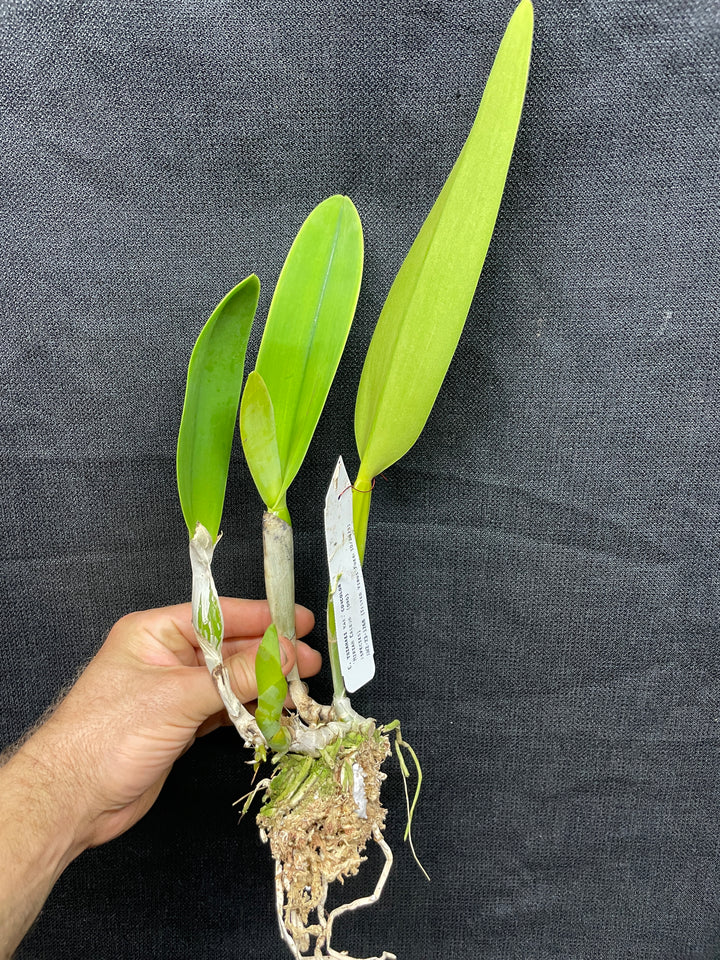 C. trianaei concolor `Mirian Caledo&
