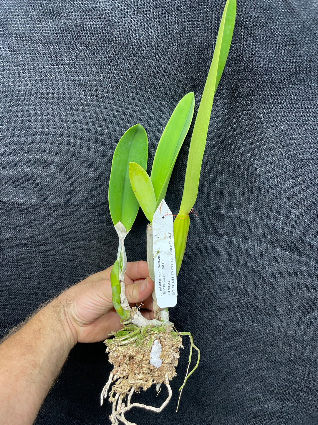 C. trianaei concolor `Mirian Caledo&