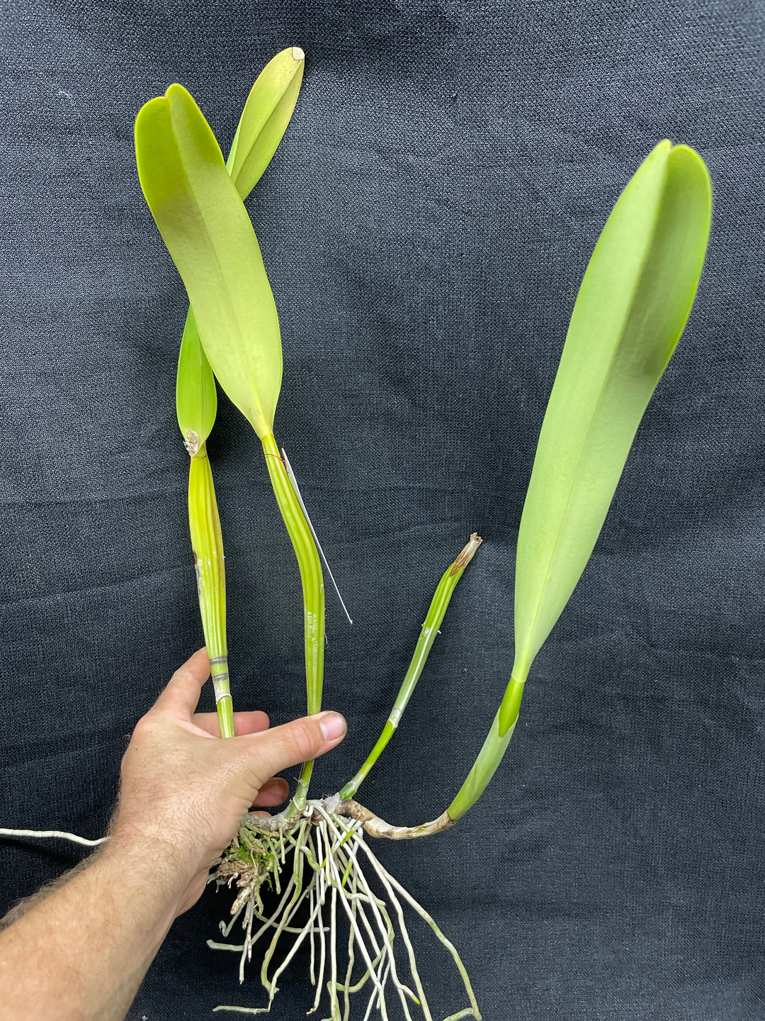 C. trianaei coerulea `Galicia&