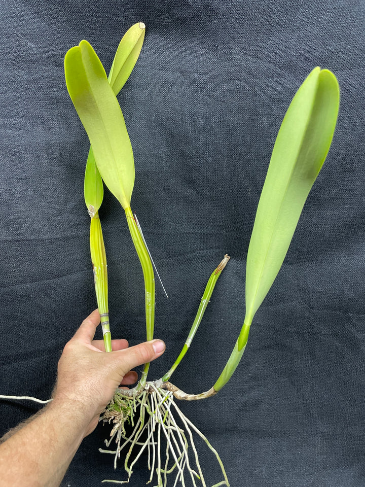 C. trianaei coerulea `Galicia&