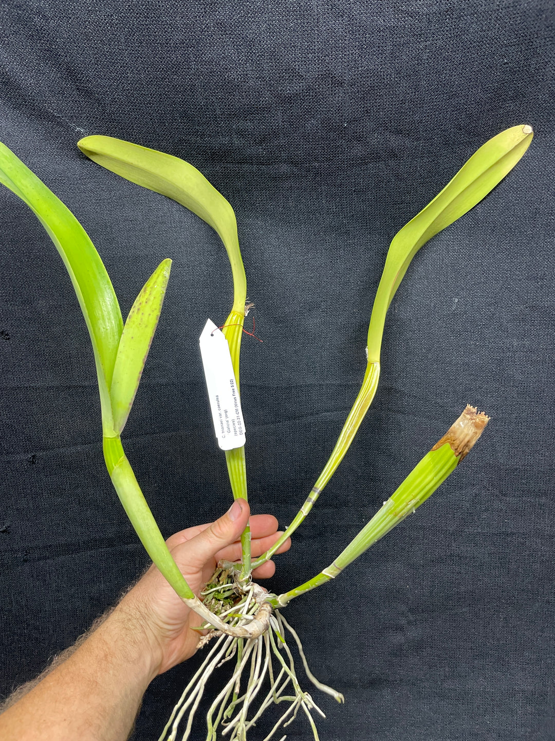 C. trianaei coerulea `Galicia&
