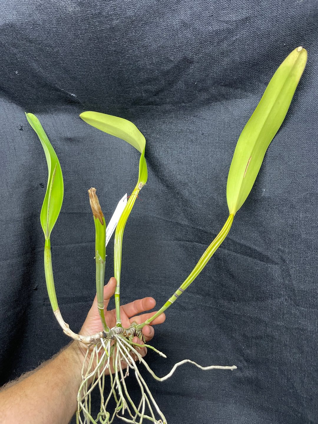 C. trianaei coerulea `Galicia&