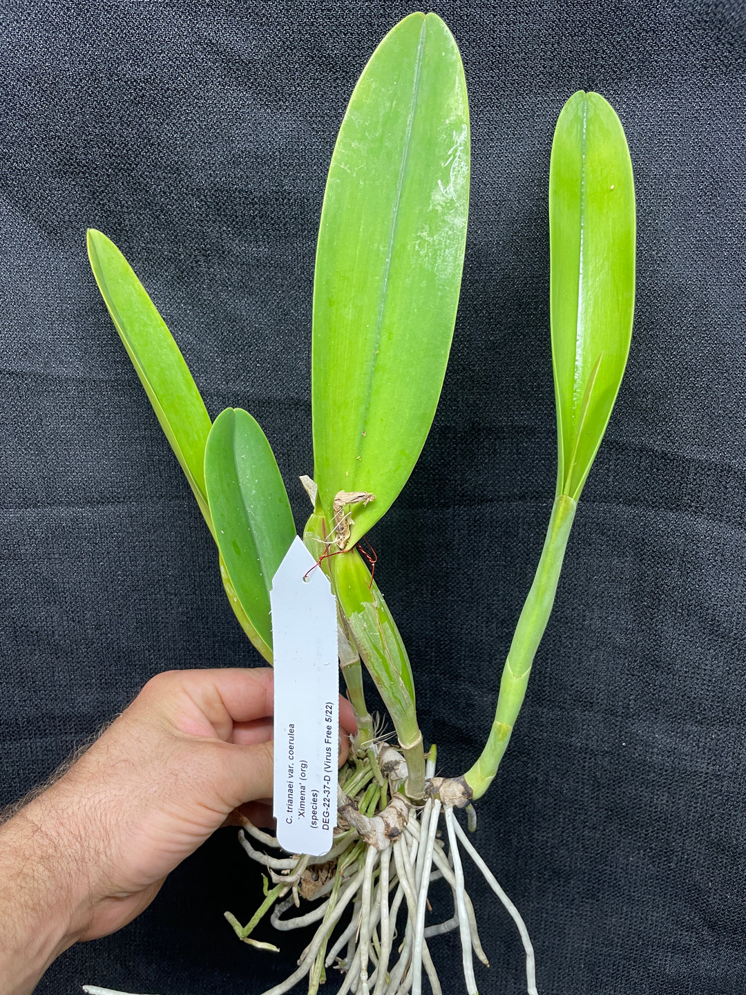 C. trianaei coerulea `Ximena&
