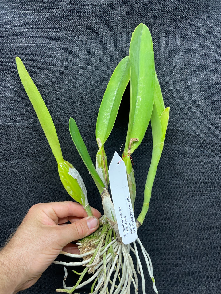 C. trianaei coerulea `Ximena&