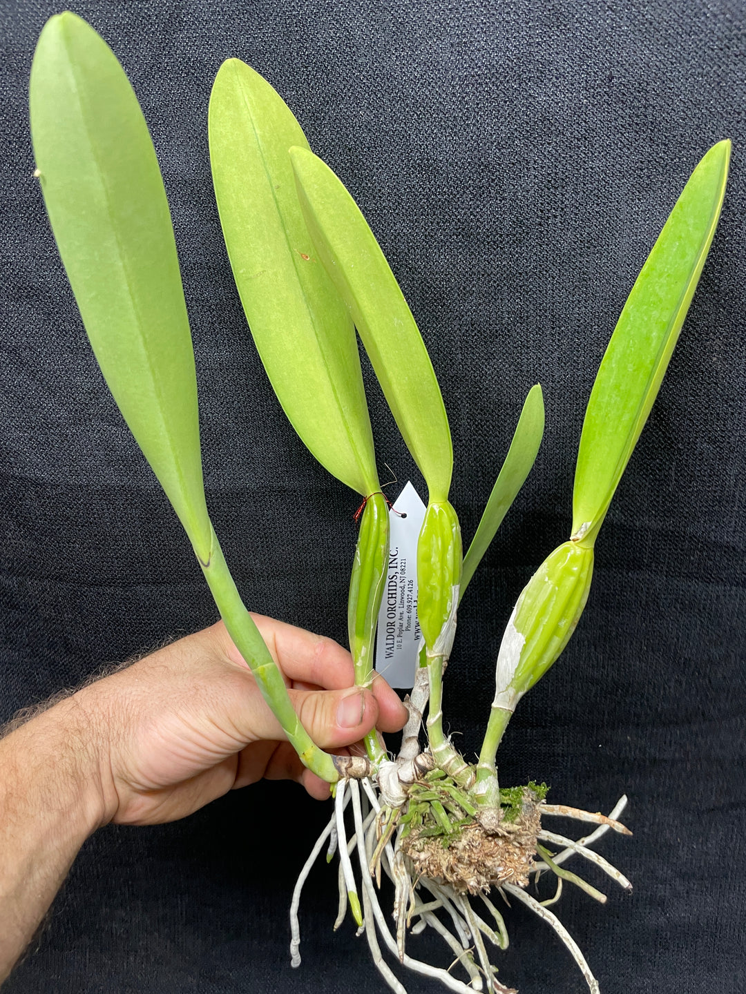 C. trianaei coerulea `Ximena&
