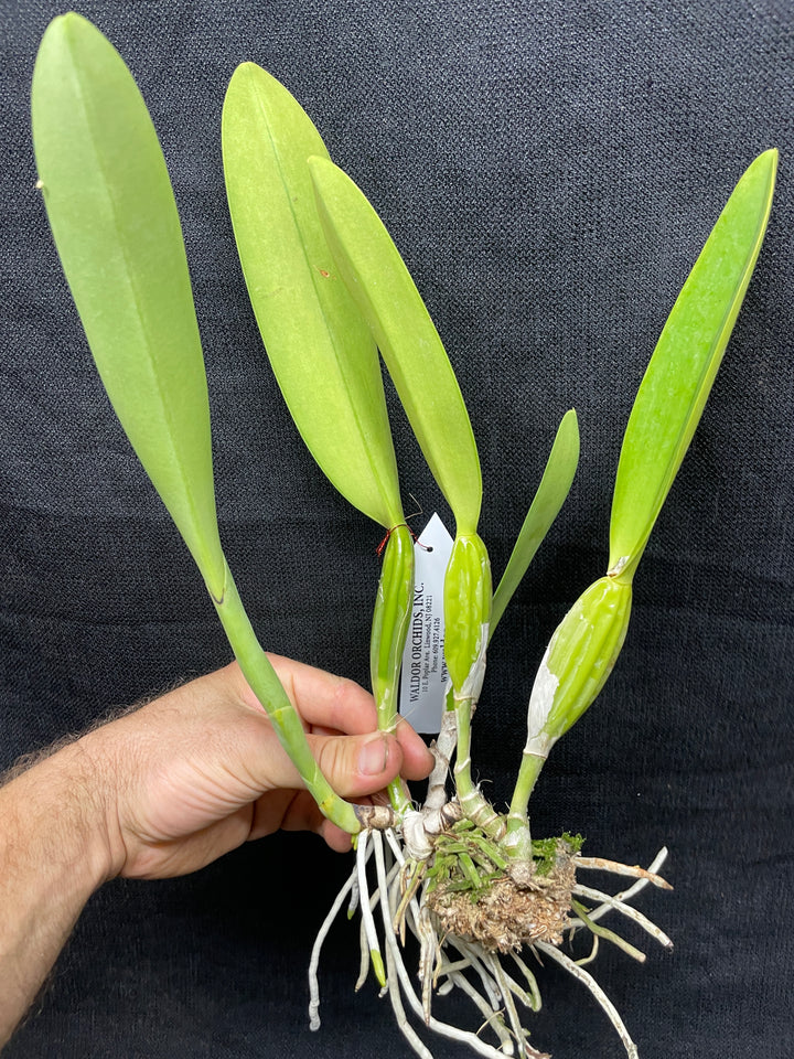C. trianaei coerulea `Ximena&