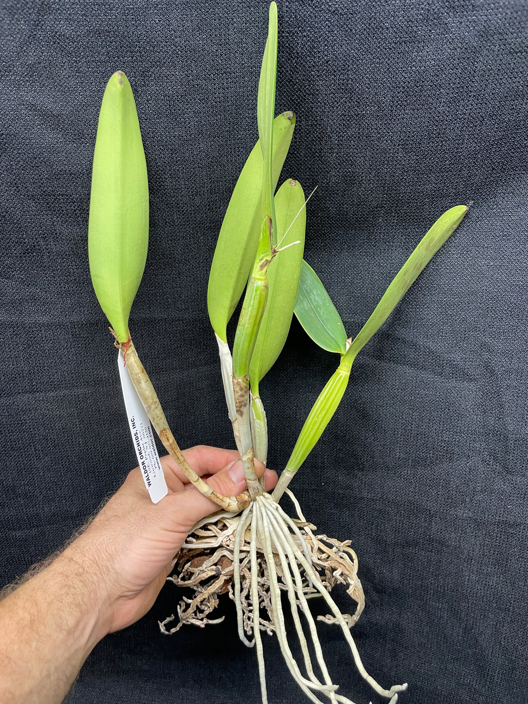C. lueddemanniana `Eduardo&