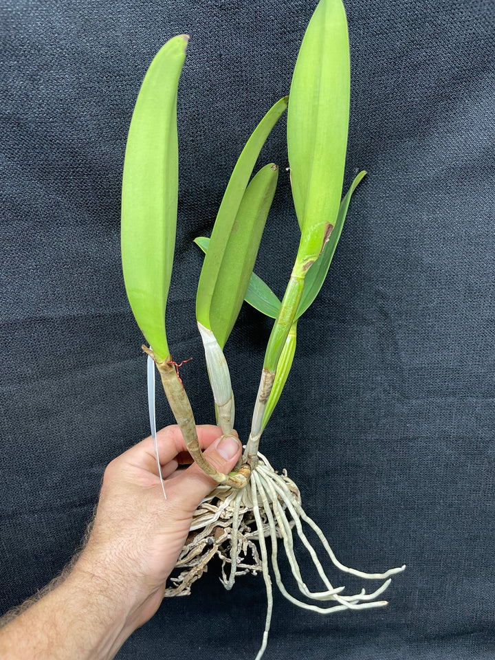 C. lueddemanniana `Eduardo&