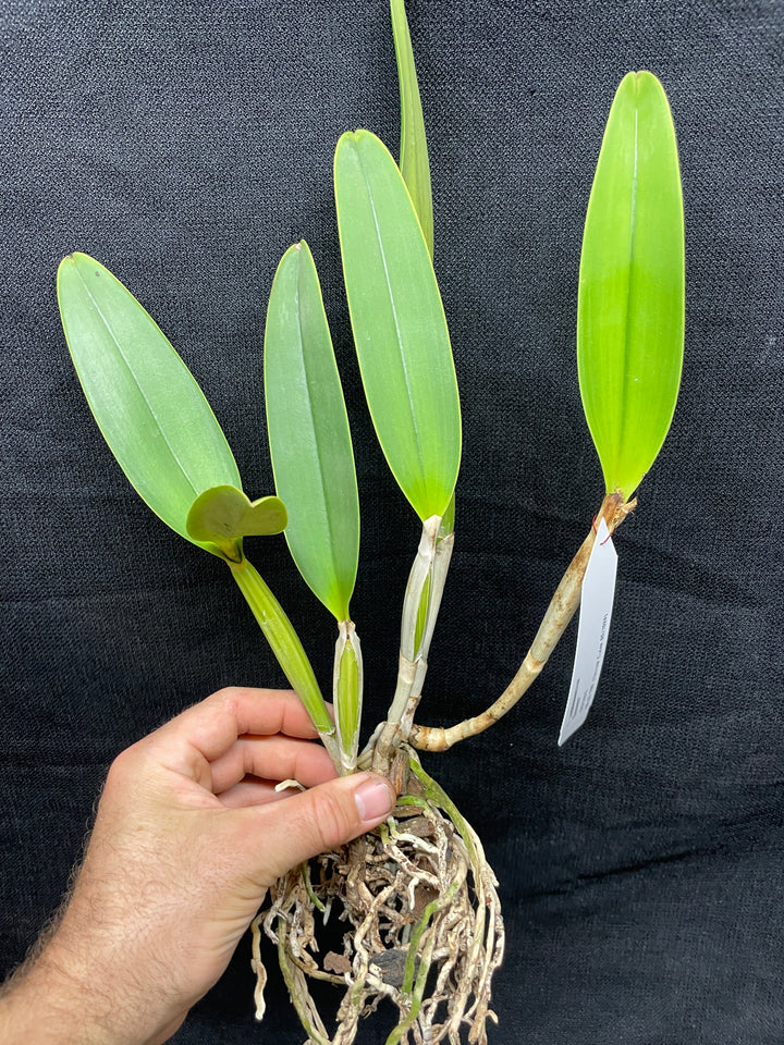C. lueddemanniana `Eduardo&