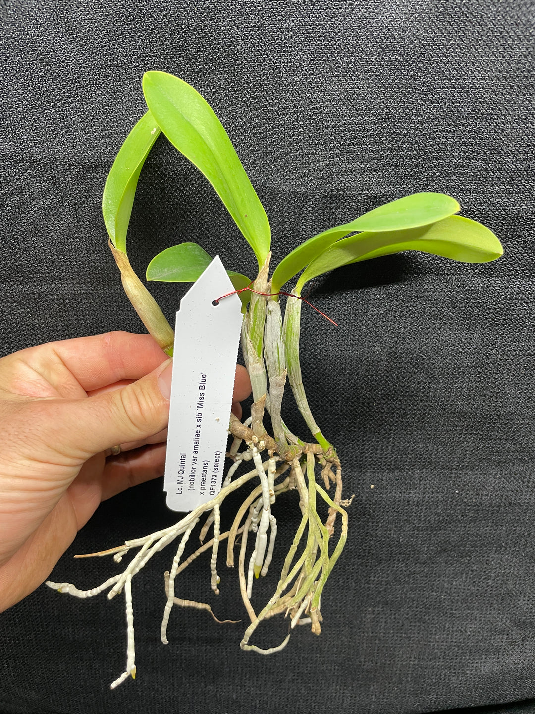 Lc. MJ Quintal (nobilior x praestans) Select Cattleya Orchid Plant Div 