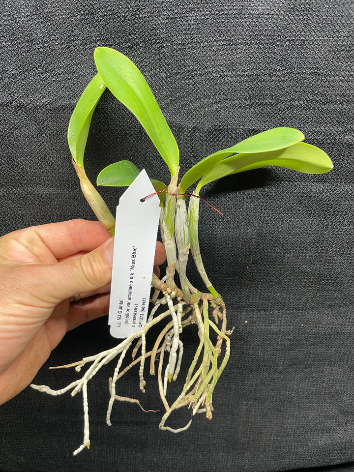 Lc. MJ Quintal (nobilior x praestans) Select Cattleya Orchid Plant Div 