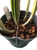 Orchid Nerd Galvanized Rhizome Clips for Plastic Pots – 4" or 5" (10 Pack)
