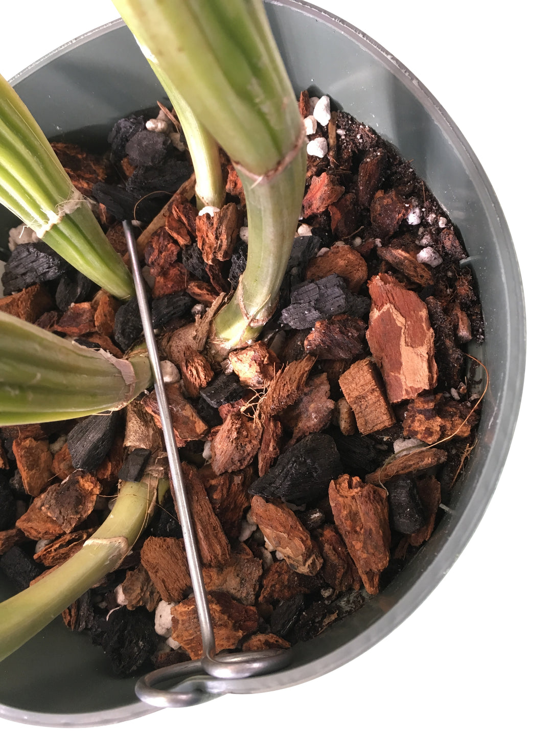 Orchid Nerd Galvanized Rhizome Clips for Plastic Pots – 4" or 5" (10 Pack)