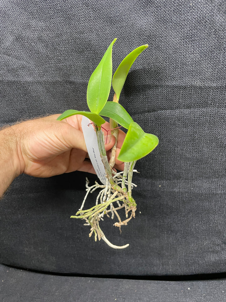 Lc. MJ Quintal (nobilior x praestans) Select Cattleya Orchid Plant Div 