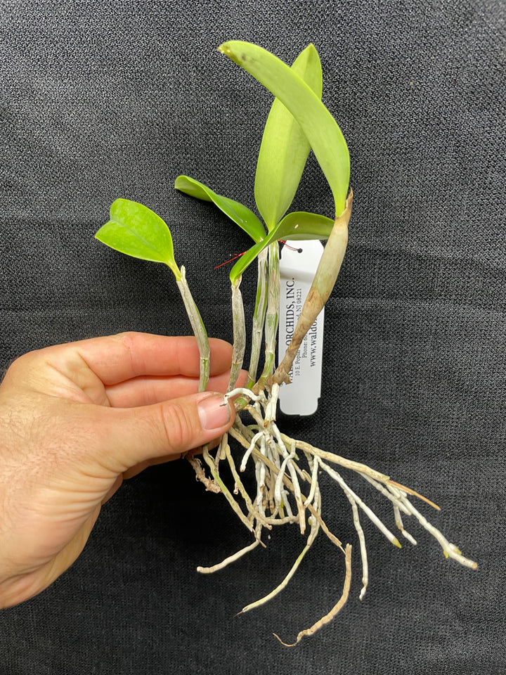 Lc. MJ Quintal (nobilior x praestans) Select Cattleya Orchid Plant Div 