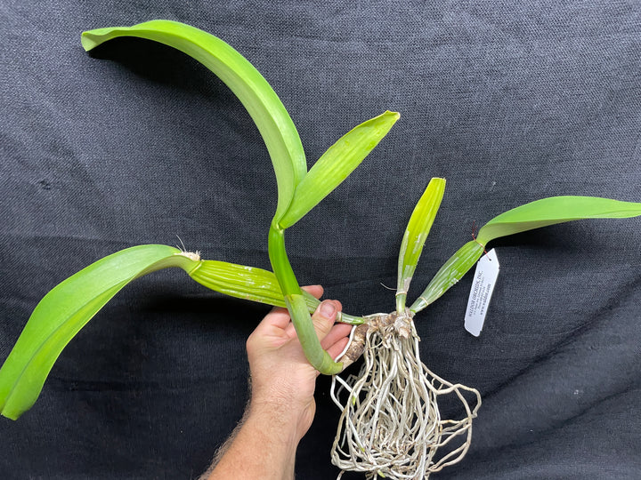 C. trianaei alba `Mauna Kea&