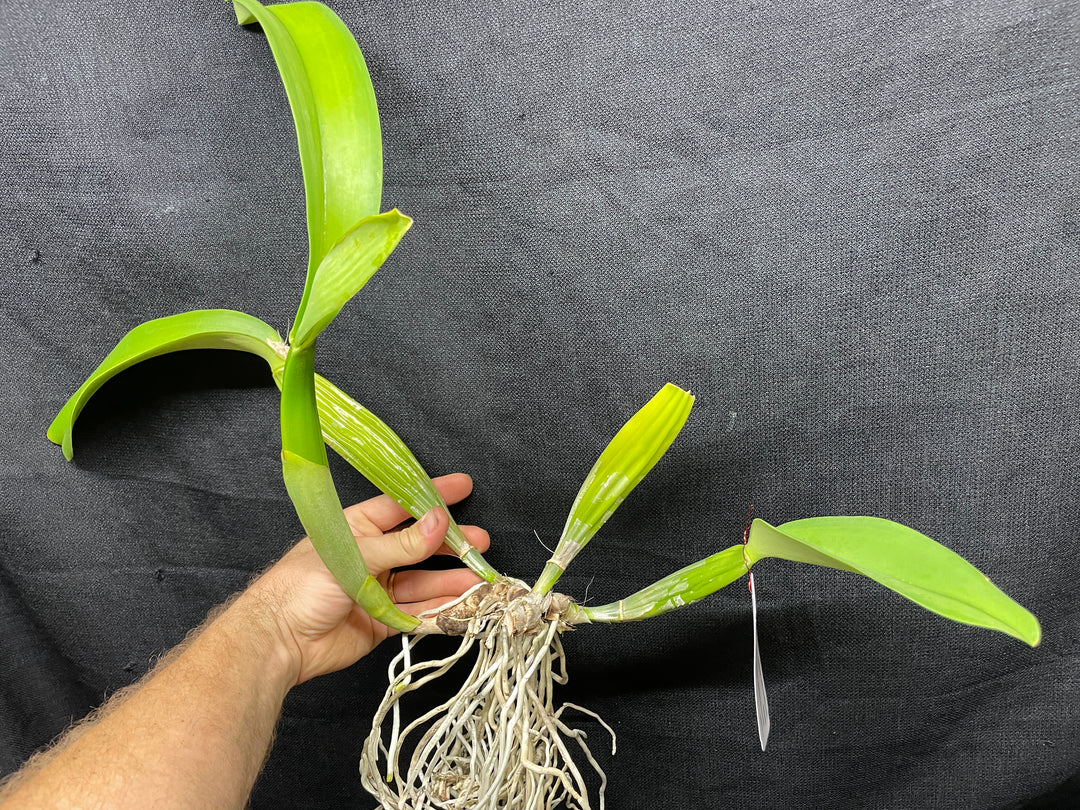 C. trianaei alba `Mauna Kea&