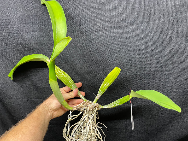 C. trianaei alba `Mauna Kea&