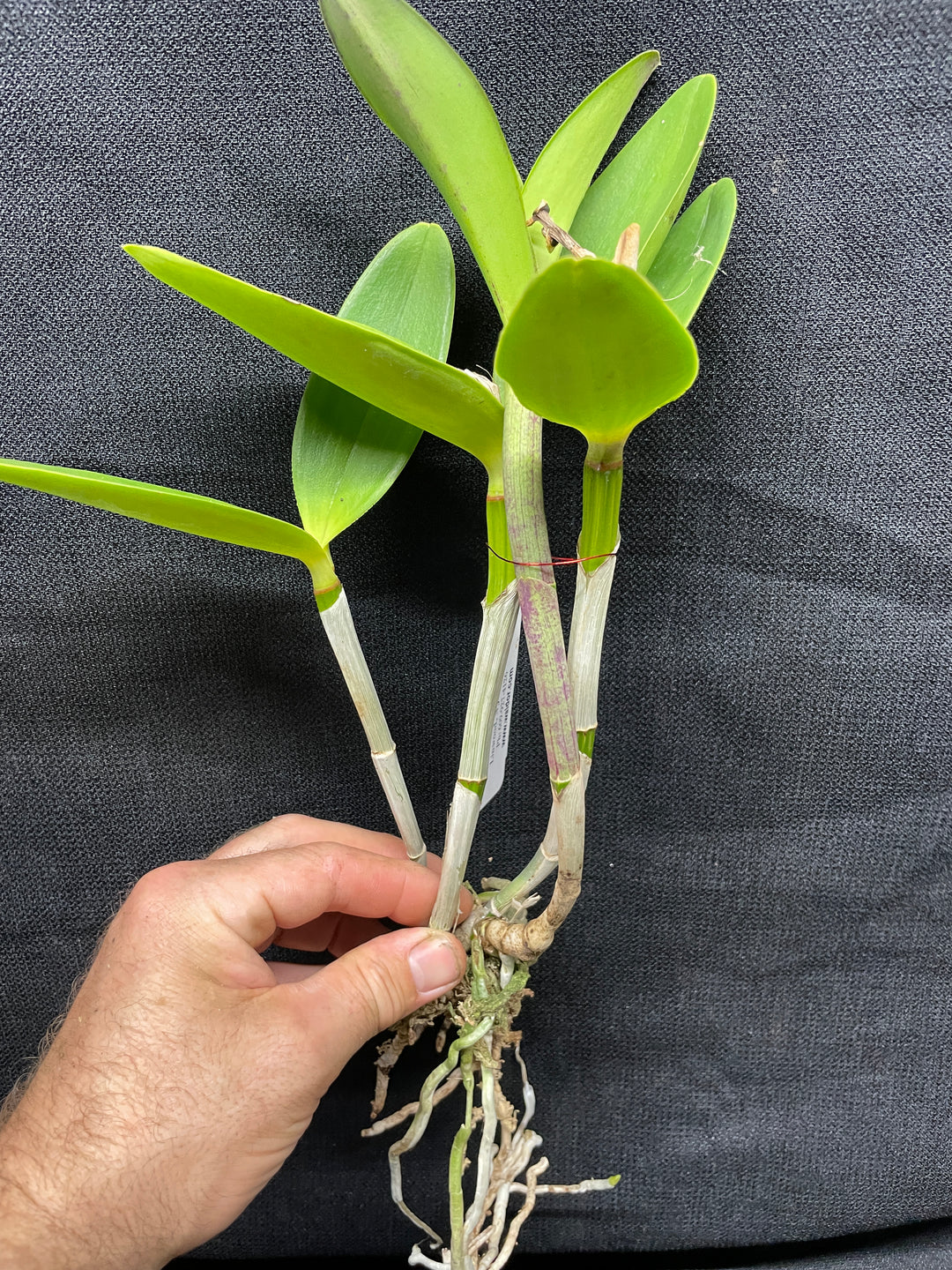 C. intermedia orlata `Mem. Pete Otway&