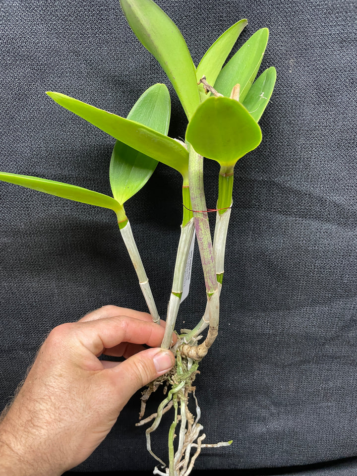 C. intermedia orlata `Mem. Pete Otway&