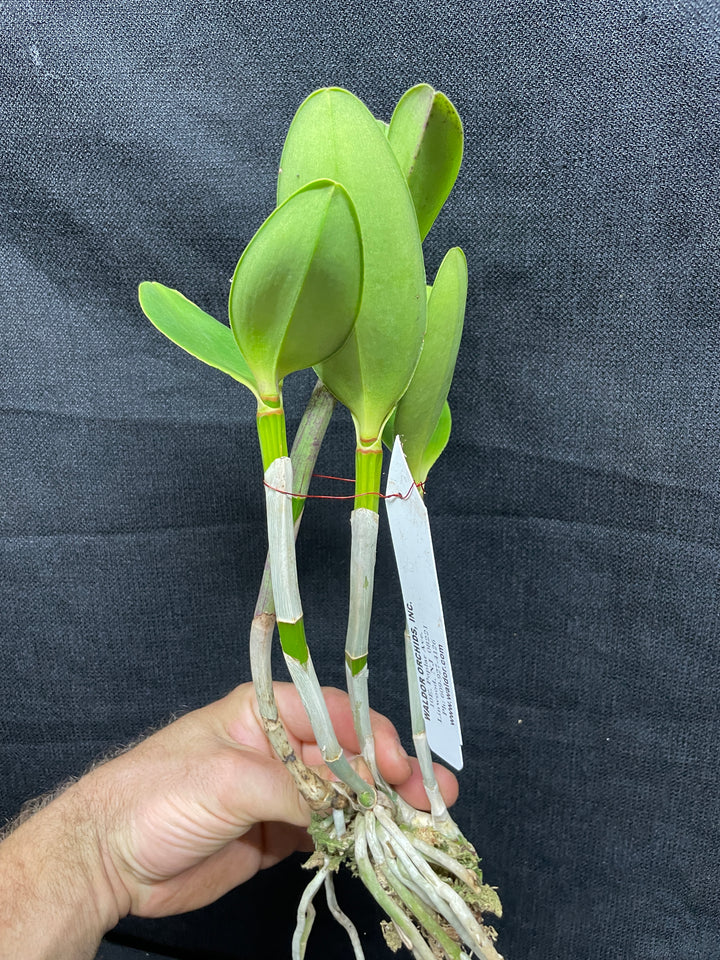 C. intermedia orlata `Mem. Pete Otway&