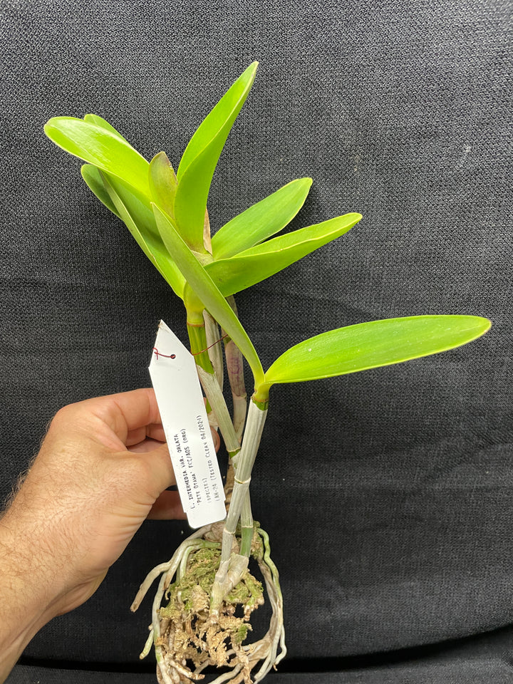 C. intermedia orlata `Mem. Pete Otway&