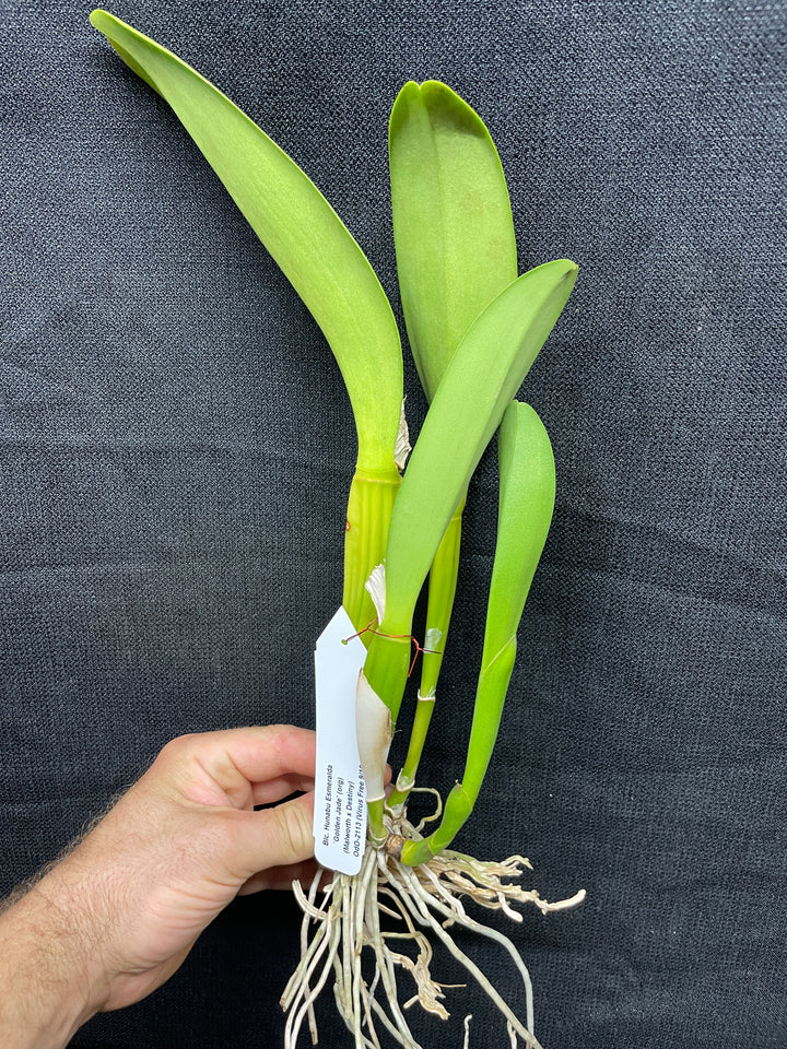 Blc. Hunabu Esmeralda `Golden Jade&