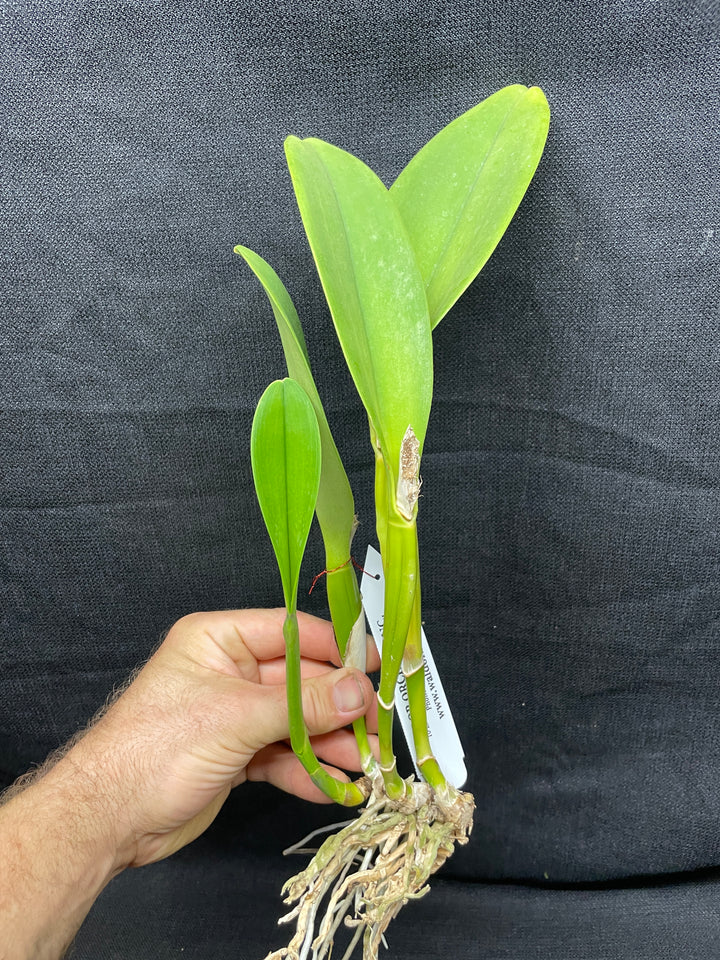 Blc. Hunabu Esmeralda `Golden Jade&
