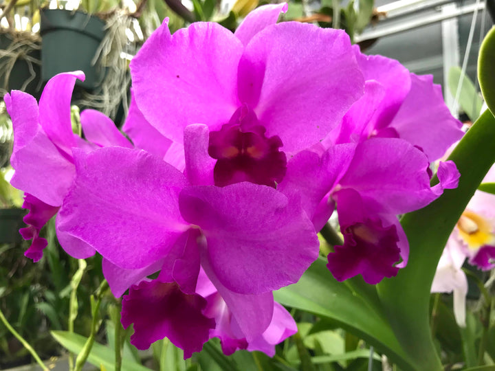 C. Portia `Gloriosa&