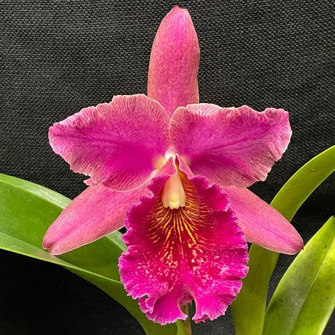 大写字母。 (Lc. Maria Ozzella `Men' AM x Chia Lin `New City' AM) Seedling 2.5" Pot