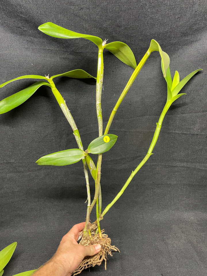 C. x guatemalensis `Jamaican Sunset&