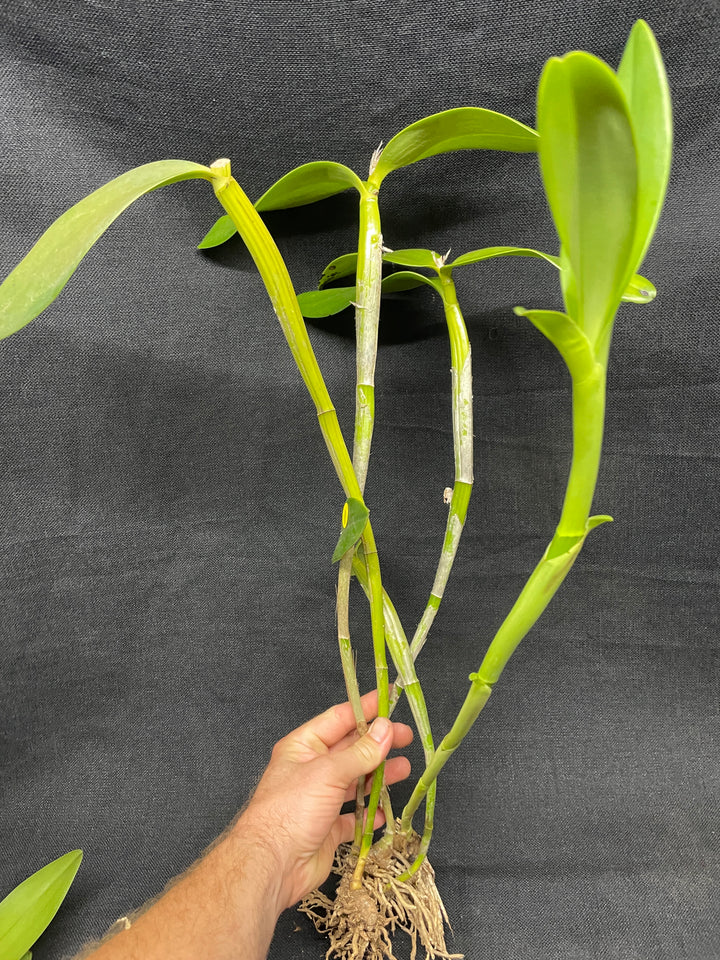 C. x guatemalensis `Jamaican Sunset&