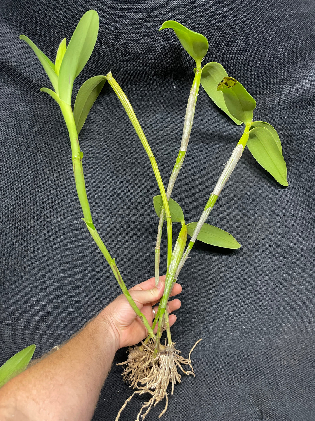 C. x guatemalensis `Jamaican Sunset&