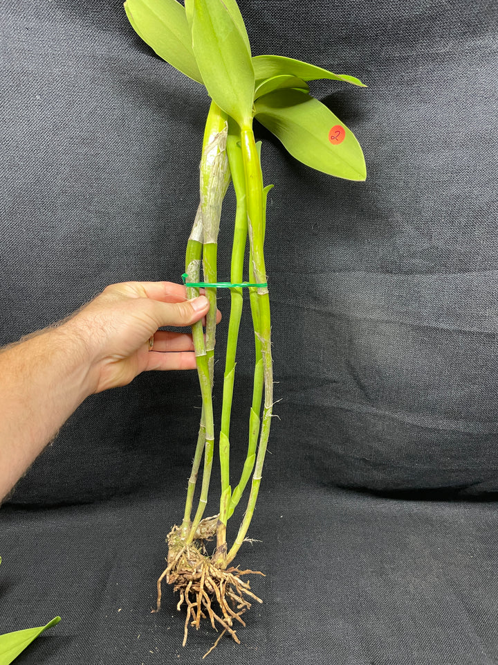 C. x guatemalensis `Jamaican Sunset&